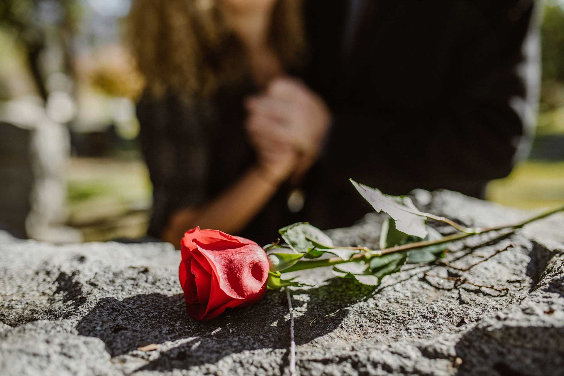 red rose on a grave