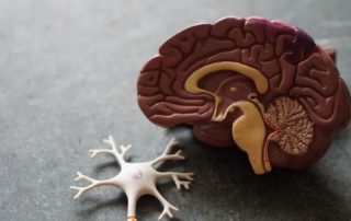 a plastic medical form of a brain