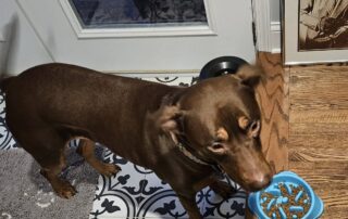 Brown dog standing near a blue food bowl, reflecting routine and traditions in pet care, related to the blog's discussion on daily habits.